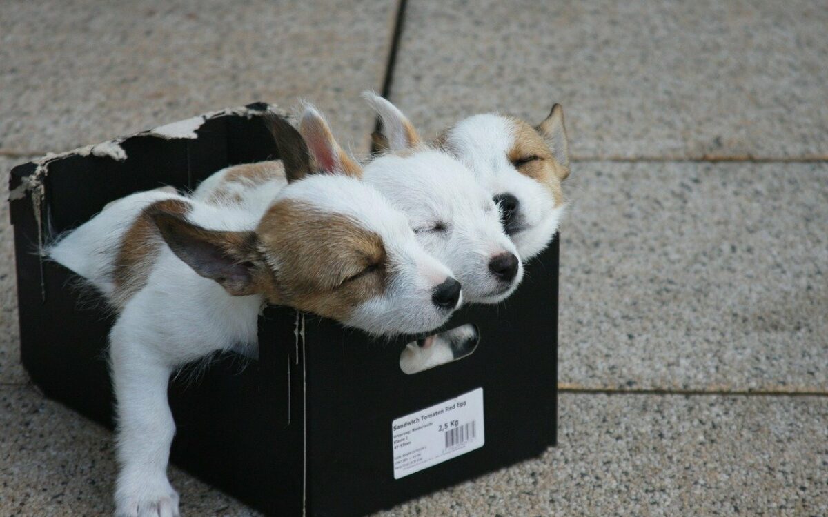Hundewelpen in einer Kiste Hundewelpen in einer Kiste